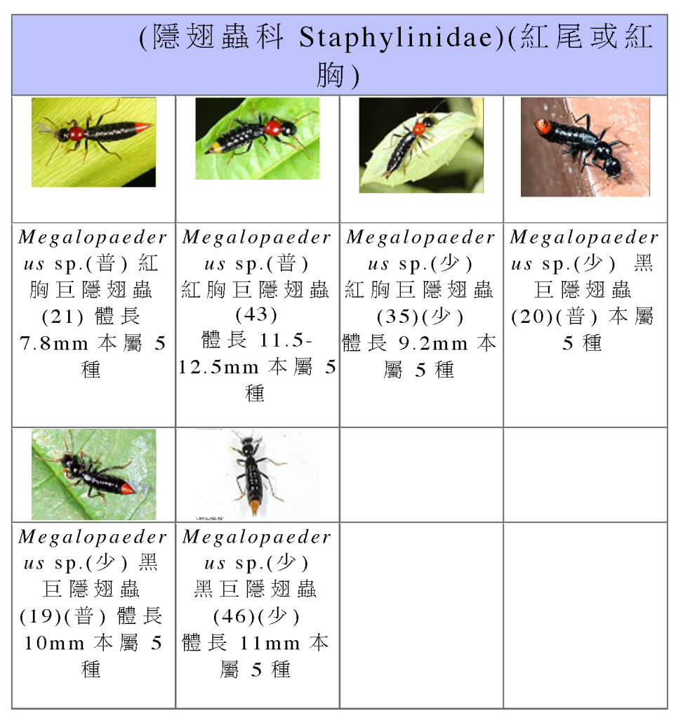 Staphylinidae-03.png Staphylinidae-03.png