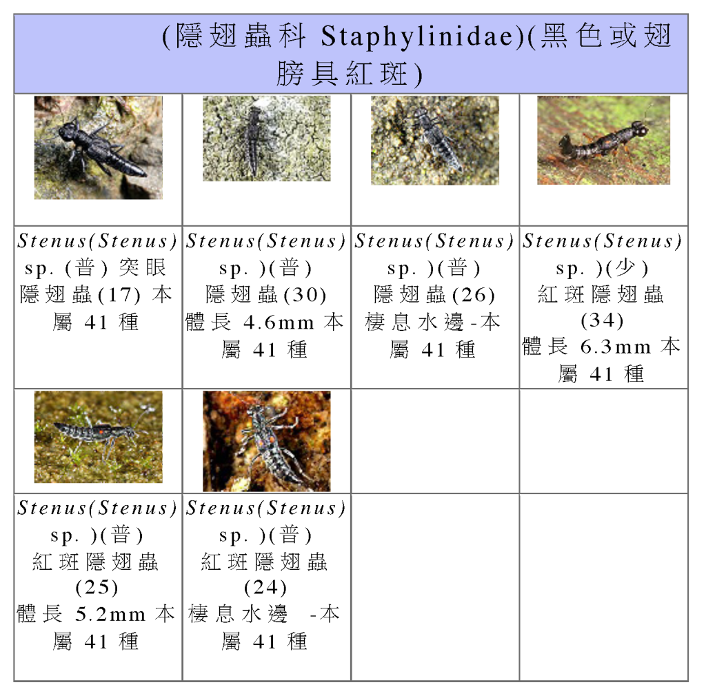 Staphylinidae-05.png Staphylinidae-05.png