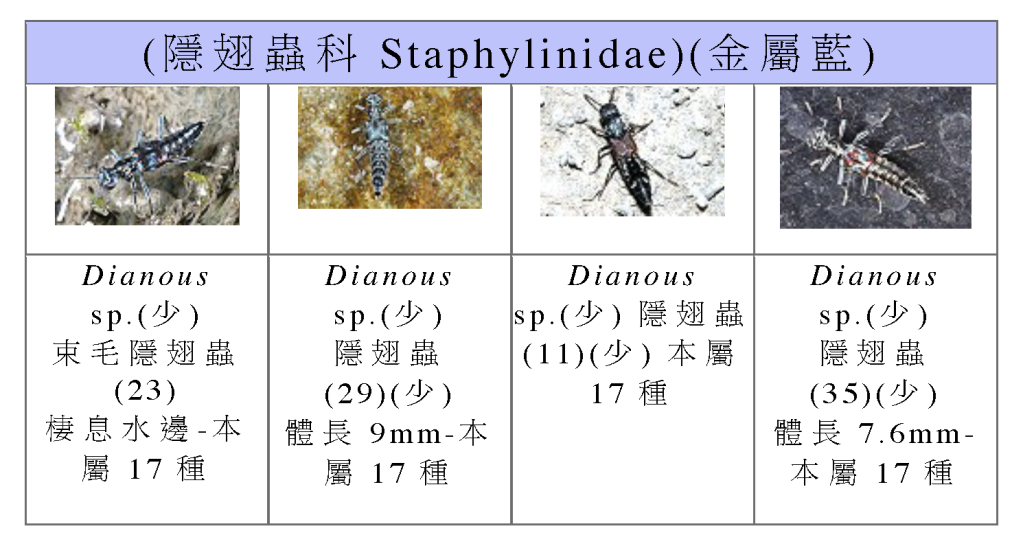 Staphylinidae-04.png Staphylinidae-04.png