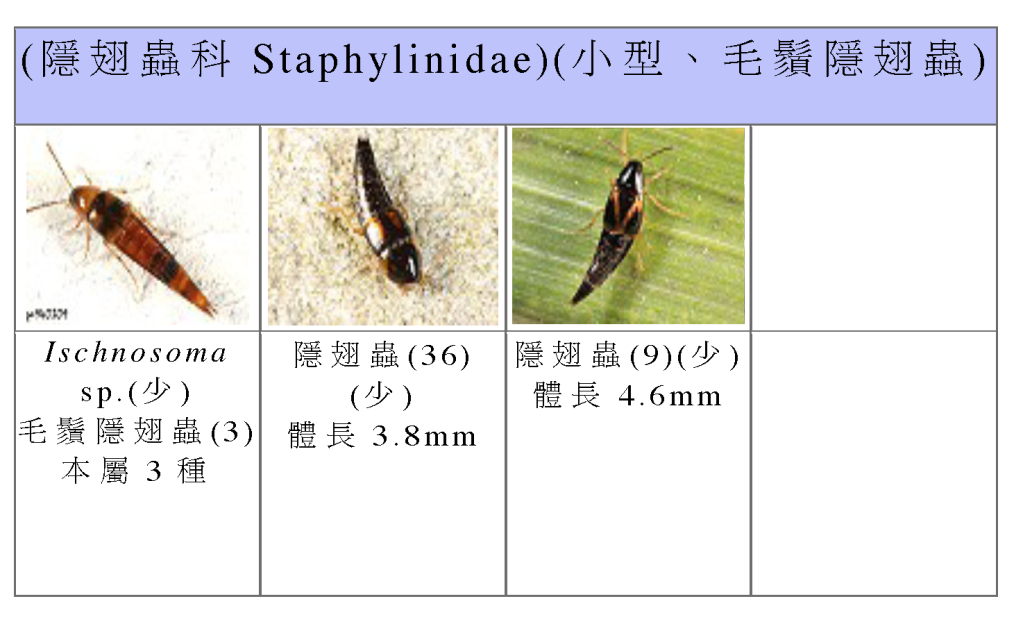 Staphylinidae-07.png Staphylinidae-07.png