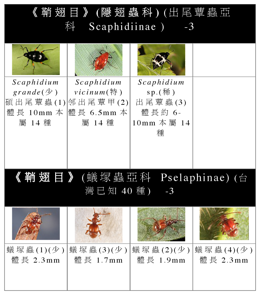Staphylinidae-10.png Staphylinidae-10.png
