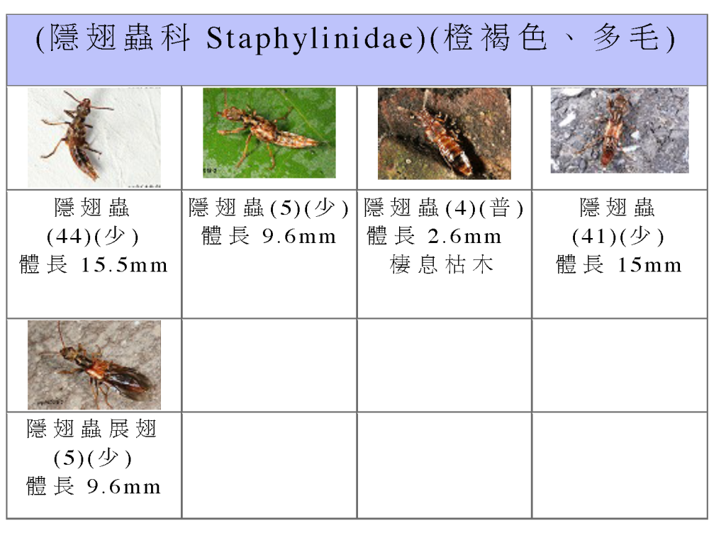 Staphylinidae-02.png Staphylinidae-02.png