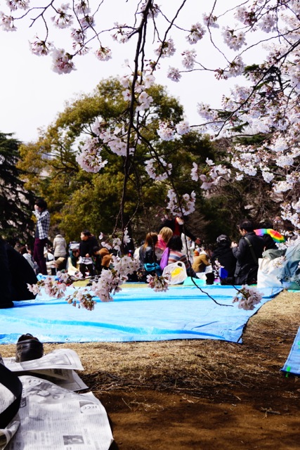 sakura120407_011 sakura120407_011