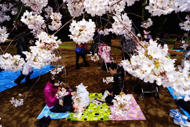 sakura120407_014 sakura120407_014