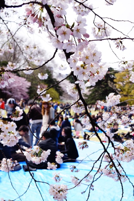 sakura120407_025 sakura120407_025