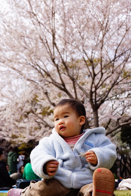 sakura120407_041 sakura120407_041