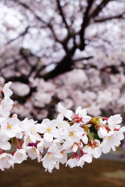 sakura120407_049 sakura120407_049