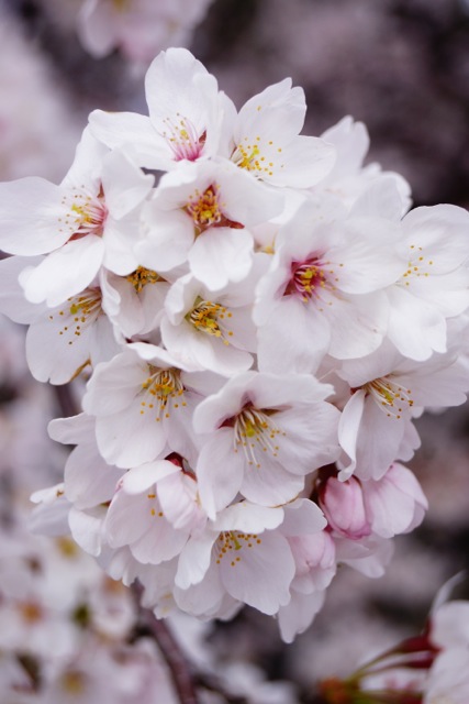 sakura120407_048 sakura120407_048