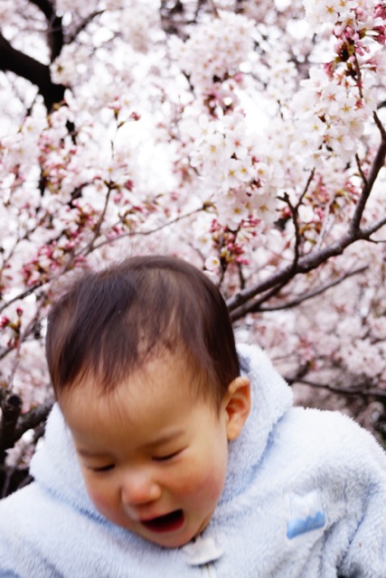 sakura120407_058 sakura120407_058