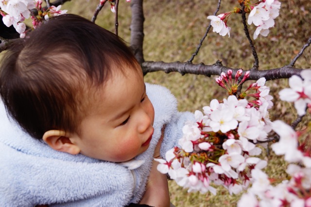 sakura120407_056 sakura120407_056