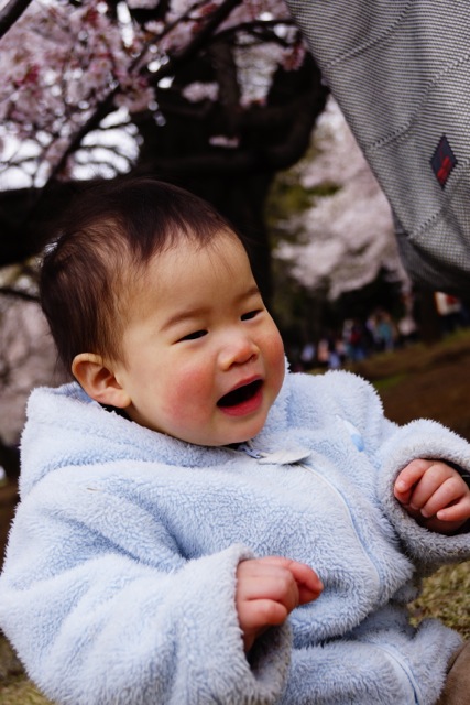 sakura120407_061 sakura120407_061