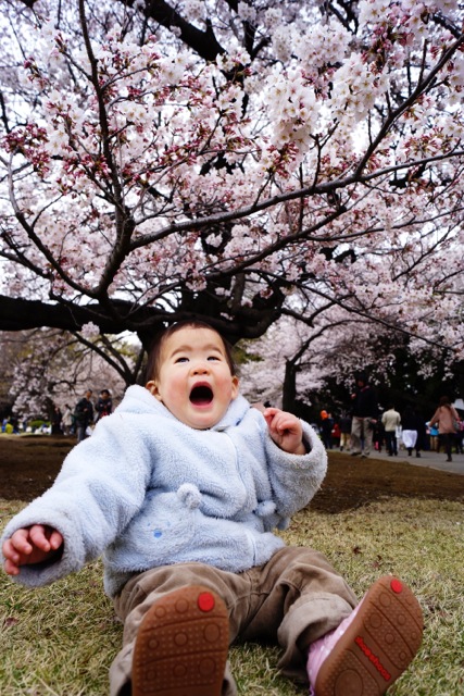 sakura120407_060 sakura120407_060