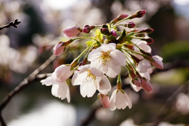 sakura120407_071 sakura120407_071