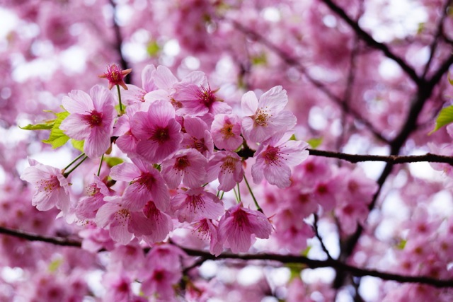 sakura120407_076 sakura120407_076