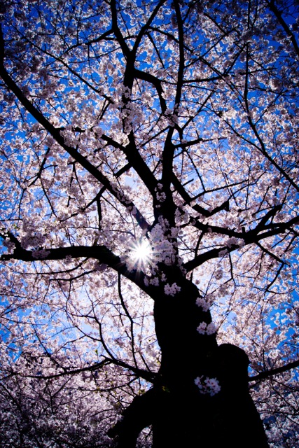 sakura120408_17 sakura120408_17