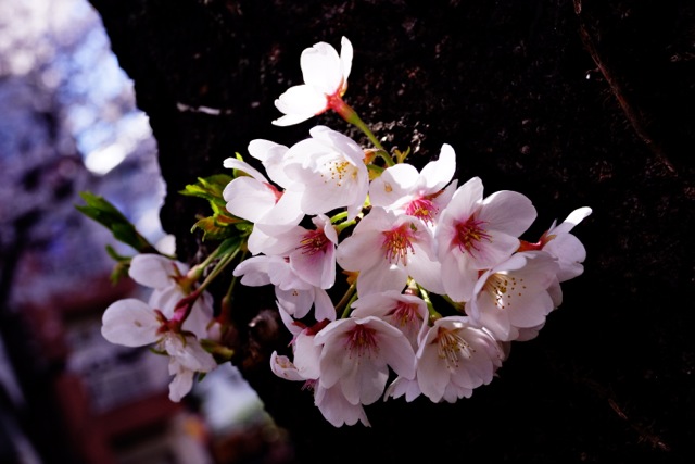 sakura120408_15 sakura120408_15