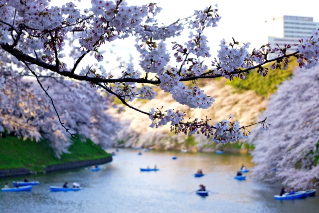 sakura120408_44 sakura120408_44