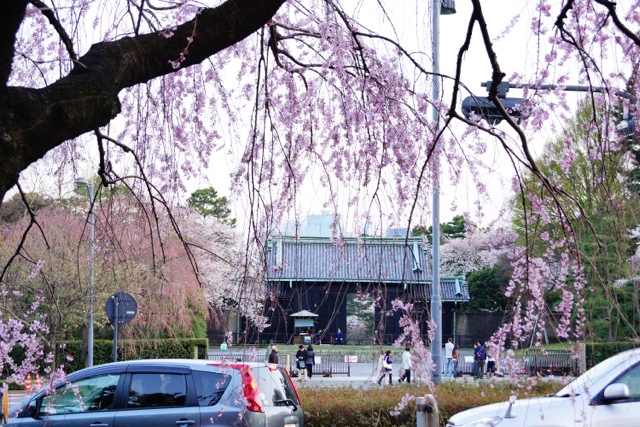 sakura120408_61 sakura120408_61