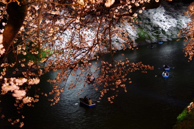 sakura120408_66 sakura120408_66