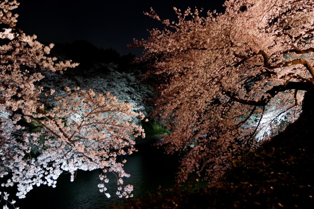 sakura120408_70 sakura120408_70