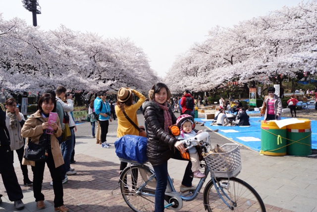 sakura120410_01 sakura120410_01