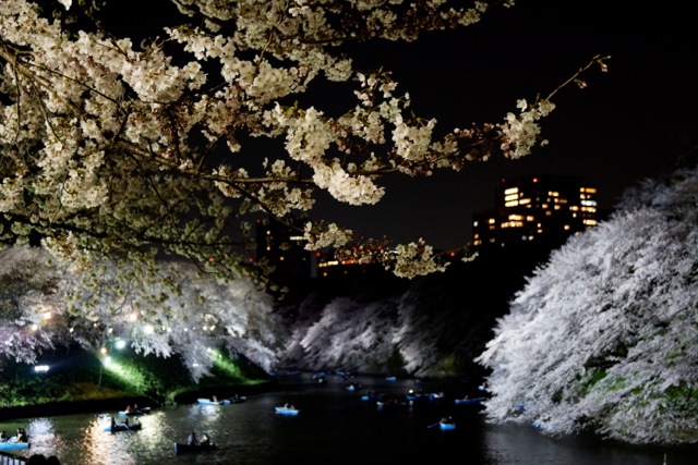 sakura120408_77 sakura120408_77