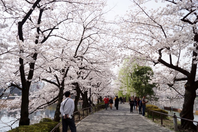 sakura120410_11 sakura120410_11