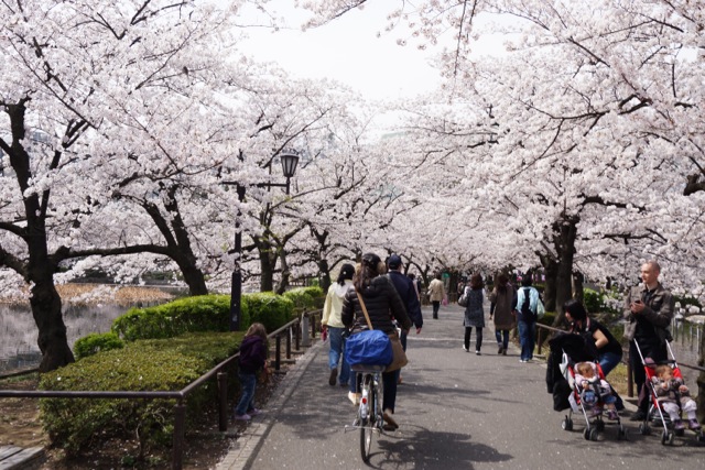 sakura120410_15 sakura120410_15