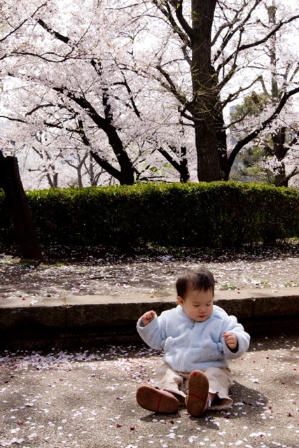 sakura120410_23 sakura120410_23