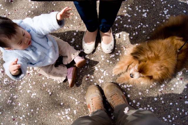 sakura120410_25 sakura120410_25