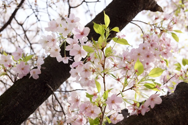 sakura120410_44 sakura120410_44