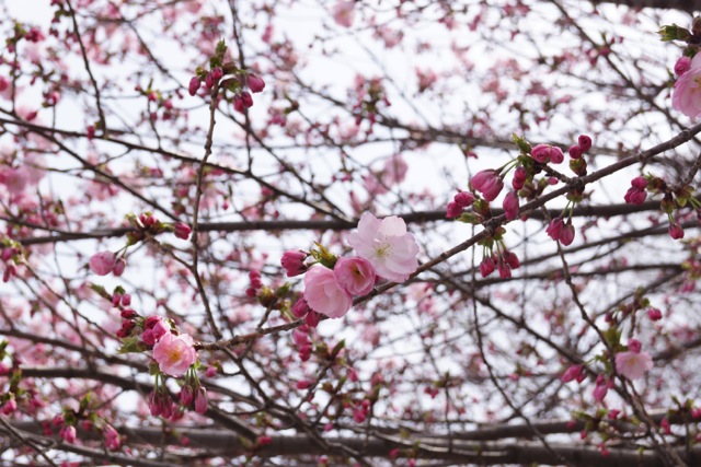 sakura120410_46 sakura120410_46