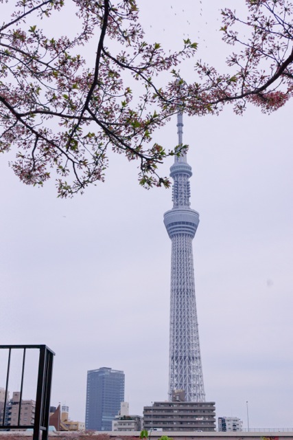 sukura0415_11 sukura0415_11