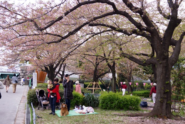 sukura0415_18 sukura0415_18