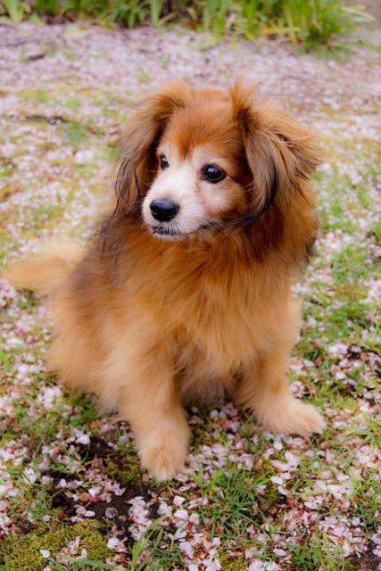 sukura0415_19 sukura0415_19