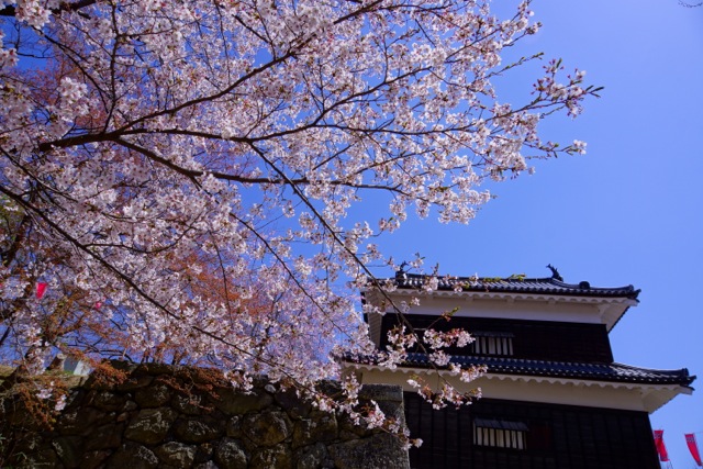 DSC03955 DSC03955