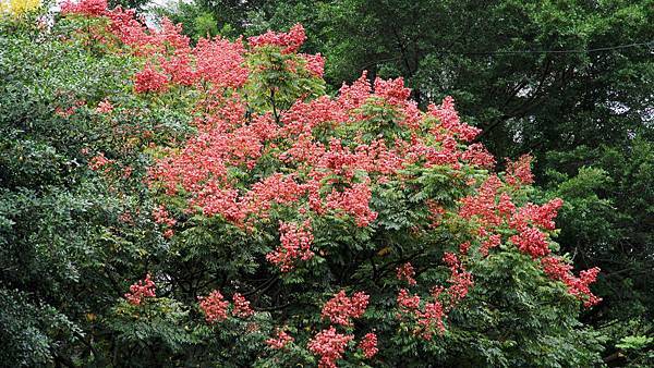 Benjamin拍的台灣欒樹