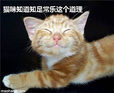 猫咪知道知足常乐这个道理.jpg 猫咪知道知足常乐这个道理.jpg