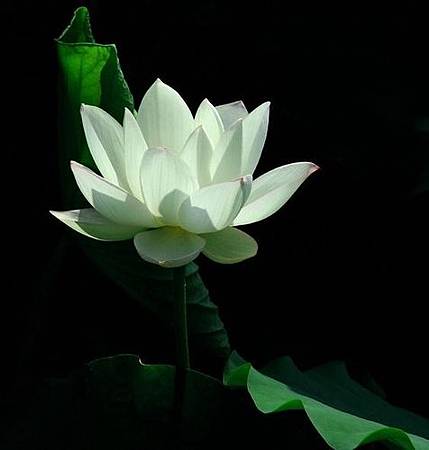 366 出生日個性分析∶六月二十一日