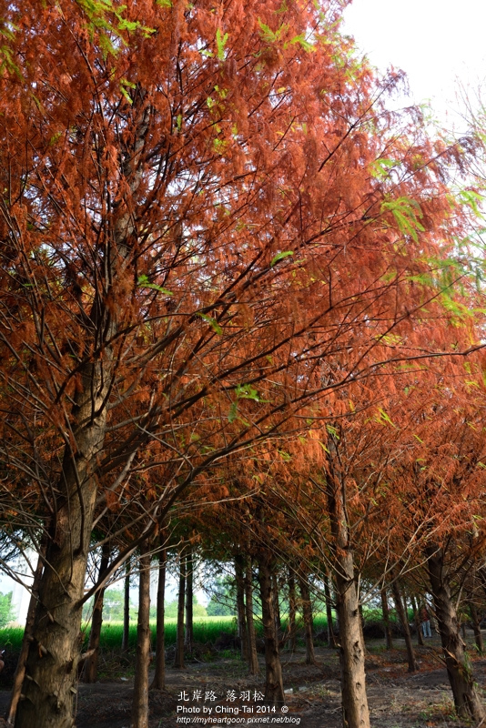 TAI_5561.jpg TAI_5561.jpg