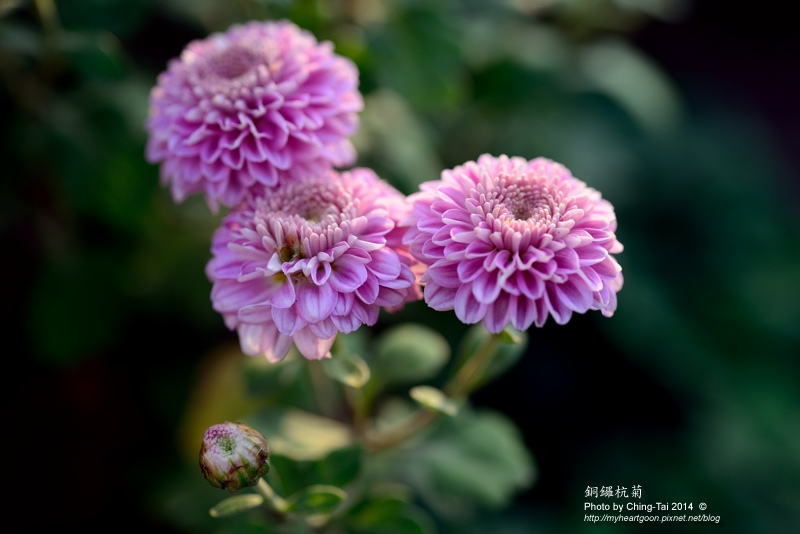 TAI_5707.jpg TAI_5707.jpg