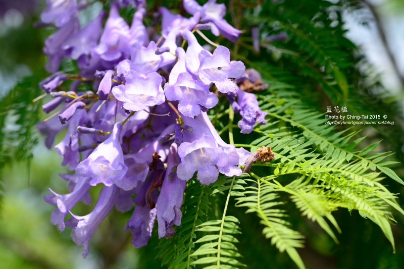 TAI_0298.jpg TAI_0298.jpg