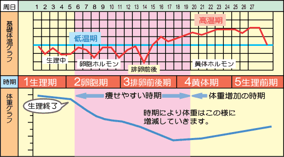 周期 体温 生理