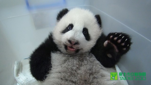 圓仔 Yuan Zai (3) 圓仔 Yuan Zai (3)