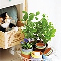 茉莉花7.jpg 茉莉花7.jpg