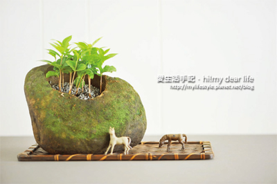盆栽樂 盆栽樂