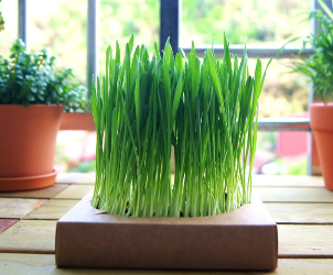 貓草贈品 貓草贈品