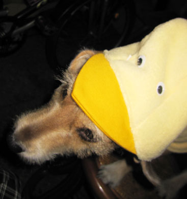 IMG_6261.jpg IMG_6261.jpg