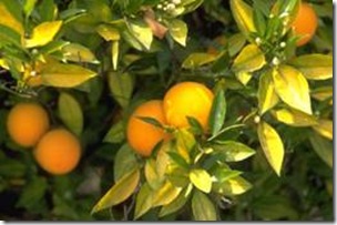 clip_image002 clip_image002