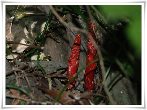 穗花蛇菰(ㄍㄨ).jpg 穗花蛇菰(ㄍㄨ).jpg